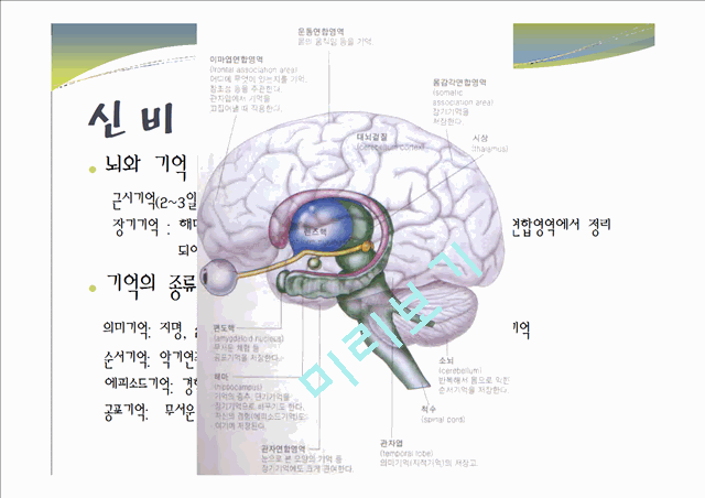 중추신경계, 체성신경계, 자율 신경계에 대한 이해와 사진들(2012년 추천 우수 레포트 선정★★★★★)   (1 )